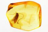 Detailed Fossil Caddisfly (Trichoptera) In Baltic Amber #346675-1